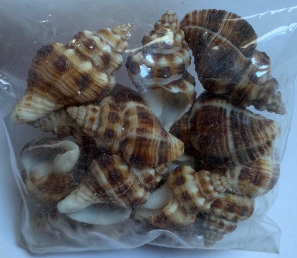 Muscheln braun